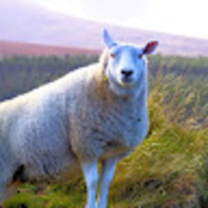 Meet your Posher, Randall